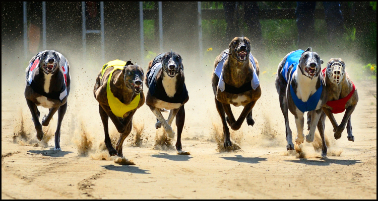 Iowa Greyhound Park to close its doors for good from May 15