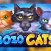Hang Out with Furry Friends Playson’s Newest Slot Release Bozo Cats