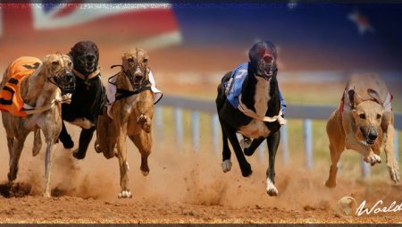 Animal Charity Urges New Zealand Government to Ban Greyhound Industry After Repeated Racetrack Fatalities